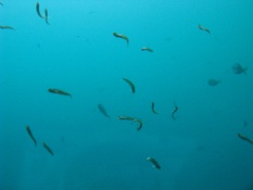 Cluster of Fish.JPG